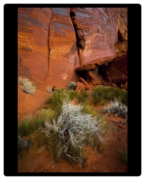 USA, Utah. Reddish rock face and vegetation