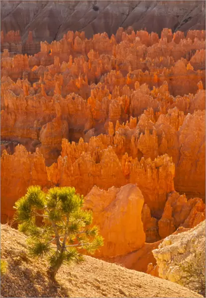 USA, Utah, Bryce Canyon National Park. Credit as: Cathy & Gordon Illg  /  Jaynes Gallery