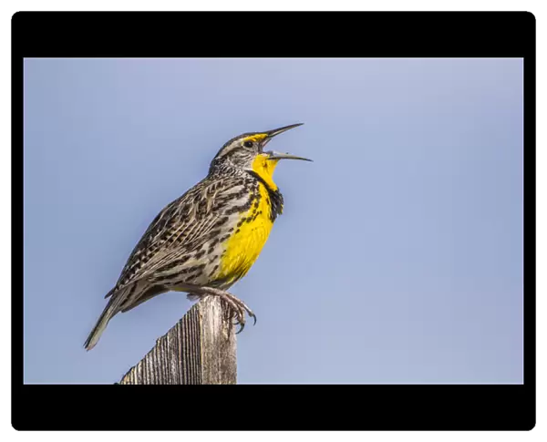 USA, Utah, Antelope Island, Western Meadowlark singing courtship and territory song