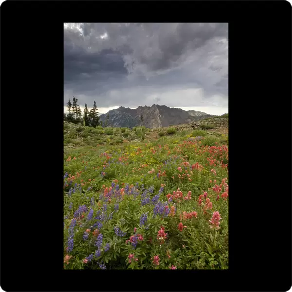 Wildflowers and Mount Superior, Alta Ski Resort, Uinta -Wasatch- Cache National Forest