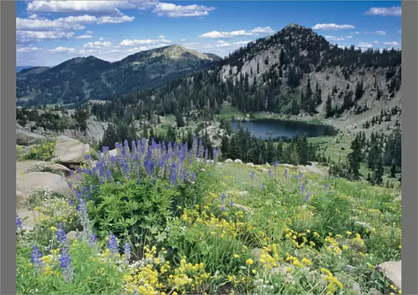 Wildflowers & View of Lake Catherine from Catherines Pass, Uinta Wasatch National Forest