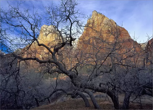 Zion National Park, Utah. USA. Oak trees in winter. Court of the Patriarchs. Zion Canyon