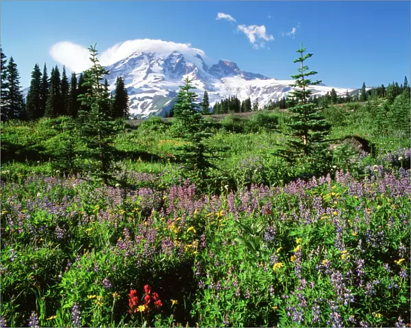 USA, Washington State, Mt. Rainer National Park, Subalpine meadow with Mt