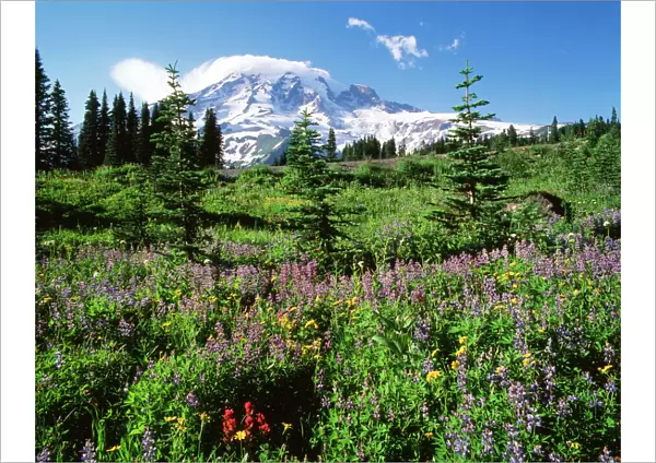 USA, Washington State, Mt. Rainer National Park, Subalpine meadow with Mt