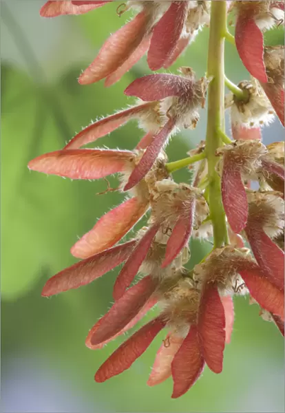 USA, Washington, Seabeck. Close-up of maple tree seeds