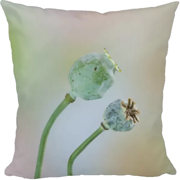 USA, Washington. Close-up of colorful poppy seed heads on stems