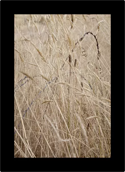 USA, Washington, Silverdale. Barbed wire in grassy field