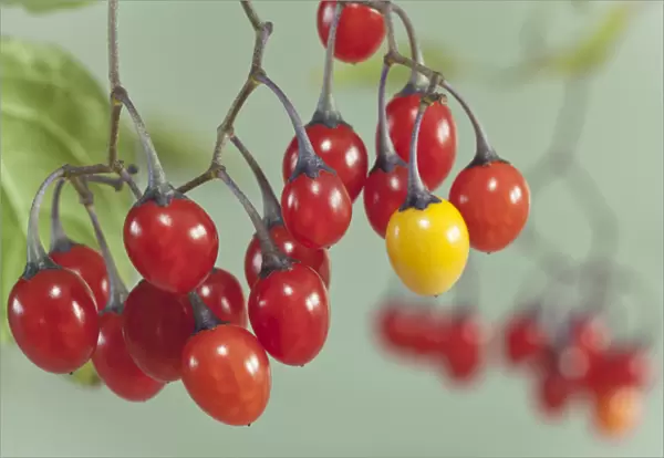 USA, Washington, Seabeck. Close-up of poisonous bittersweet nightshade berries. Credit as