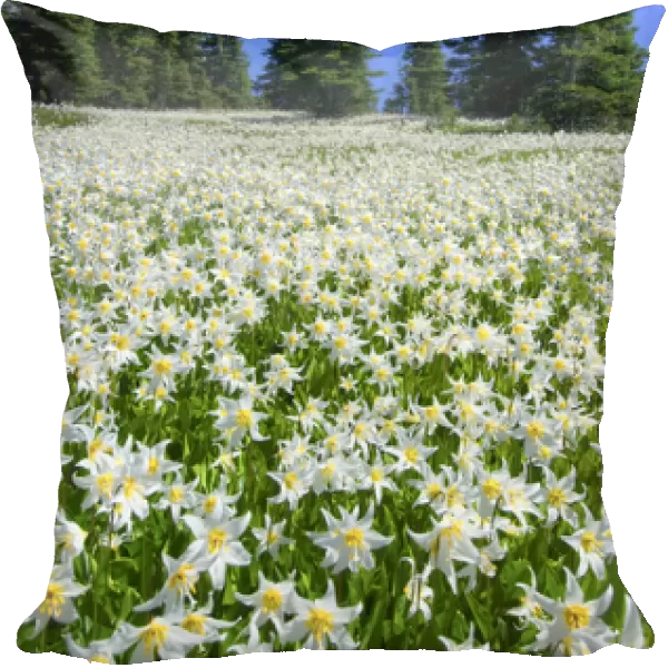 USA, Washington, Olympia National Park. High-altitude lilies that bloom for one week annually