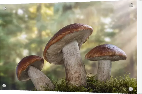 USA, Washington, Seabeck. Leccinum insigne, mushroom, Pacific Northwest, Seabeck