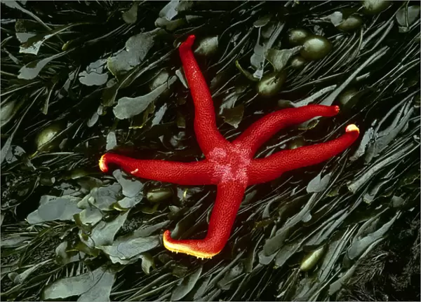 USA, Washington, Tongue Point. Blood star and kelp in tide pool