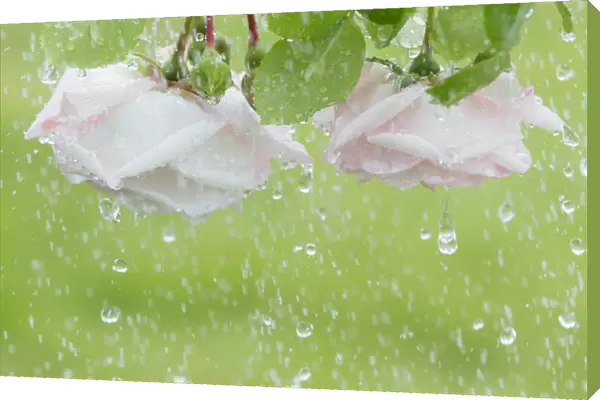 USA, Washington, Seabeck. Roses in rainfall