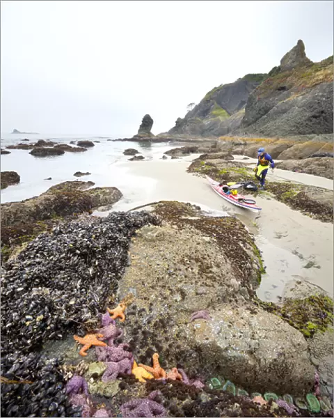 USA, Washington state, Olympic National Park. Packing a sea kayak on beach near Ochre sea stars