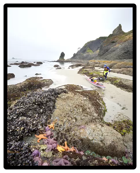 USA, Washington state, Olympic National Park. Packing a sea kayak on beach near Ochre sea stars