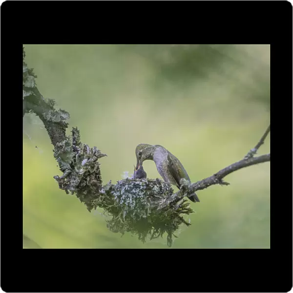 USA. Washington State. Adult female Annas Hummingbird (Calypte anna) at cup