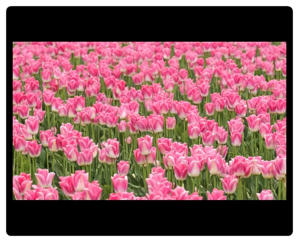 Washington, Mount Vernon. Tulip field