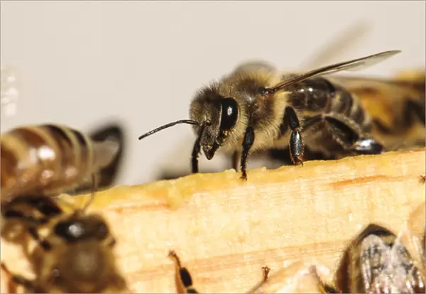 Seattle. Closeup of honeybee