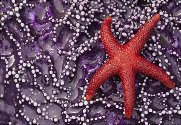 Blood Star Hitching a ride on a Ochre Star