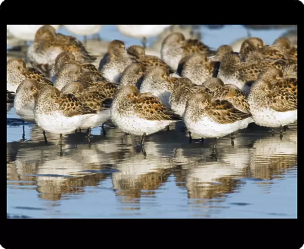 Western Sandpipers, resting during migration