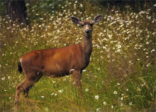 black-tailed deer in meadow, Doe Bay, Orcas Island, Washington, USA
