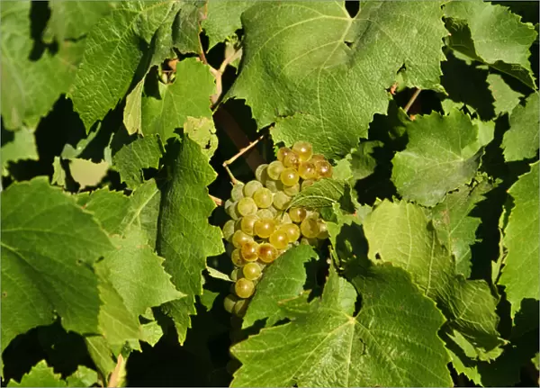 USA, WAshington, Tri-Cities. Wine grapes ripen in the Eastern Washington sun