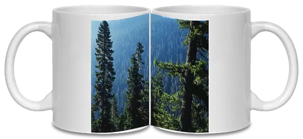 USA, Washington State, View of Mount Rainier National Park