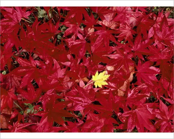 USA, Washington State, Seatle, Park Arboretun, Close up of Japanese maple leaf (Acer sp. )