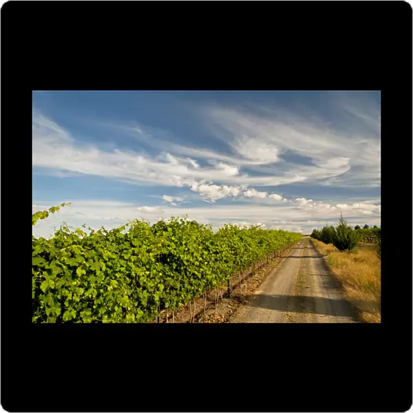USA, Washington, Walla Walla. A road next to the vineyards of Walla Walla Vintners