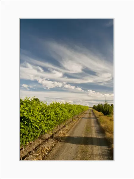 USA, Washington, Walla Walla. A road bordering the vineyards of Walla Walla Vintners