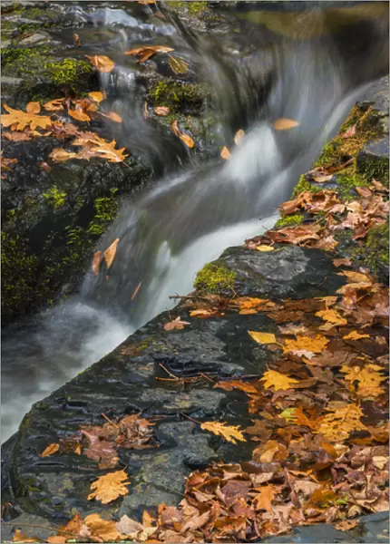 USA, West Virginia, Delaware Watergap Recreational Area. Scenic of Dingmans Falls waterfall