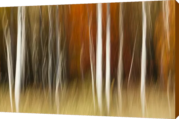 Abstract impression of birch trees in Autumn foliage, Wisconsin