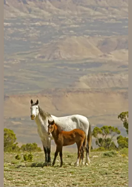 USA, Wyoming, Carbon County. Wild horse mare and colt