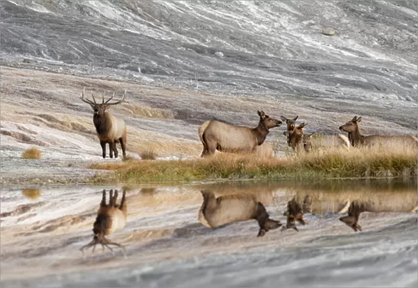 Bull Elk and herd of females and reflection, Canary Spring, Yellowstone National Park