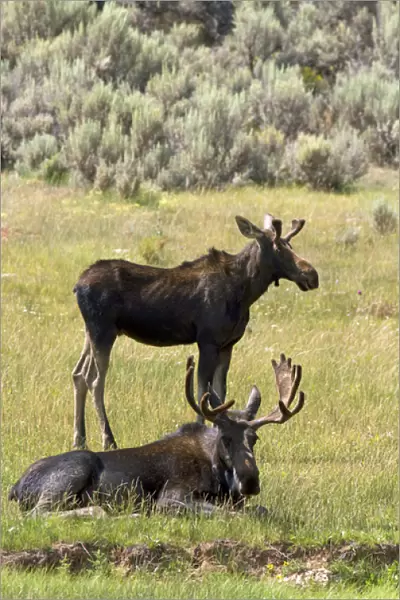 Moose along Interstate 80 at the Wyoming, Utah state border, USA