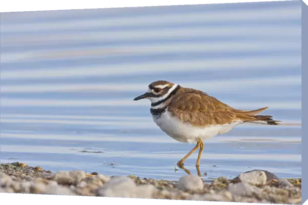 USA, Wyoming, Sublette County, Killdeer wading in pond