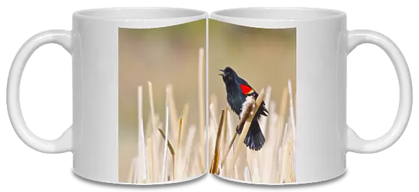 USA, Wyoming, Sublette County, Male Red-winged Blackbird singing in cattail marsh