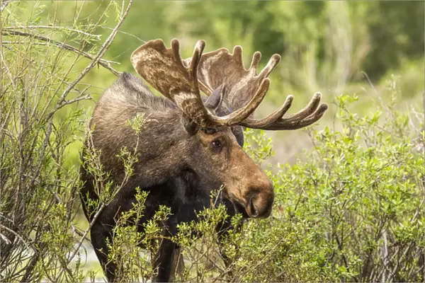 Bull Moose foraging in Grand Teton National Park, Wyoming, USA