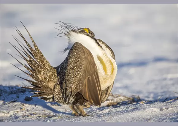 USA, Wyoming, Sublette County, a Greater Sage Grouse displays on a snow-covered lek
