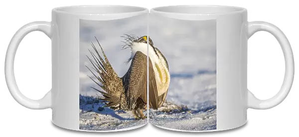 USA, Wyoming, Sublette County, a Greater Sage Grouse displays on a snow-covered lek