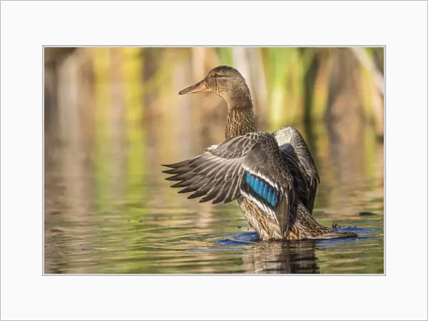 USA, Wyoming, Sublette County, a Mallard stretches its wings while sitting on a pond