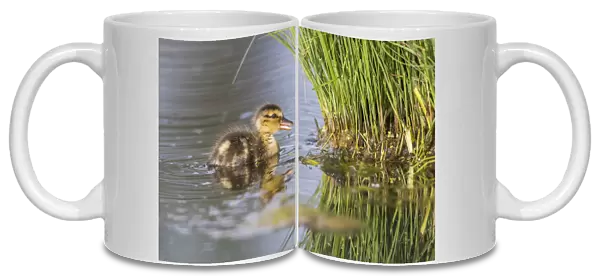 USA, Wyoming, Sublette County, a newly hatched Cinnamon Teal duckling swims on a pond