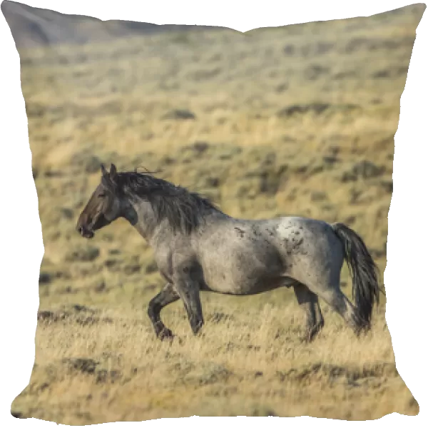 USA, Wyoming, Sweetwater County, Red Desert, a stallion of a small band of wild horses
