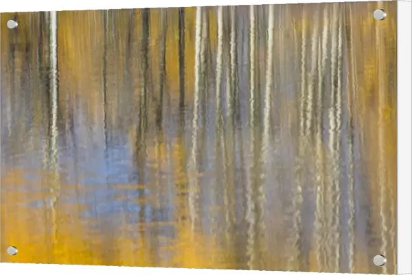 USA, Wyoming, Grand Teton National Park, Autumn aspen trees are reflected in the