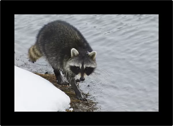 Racoon; winter foraging