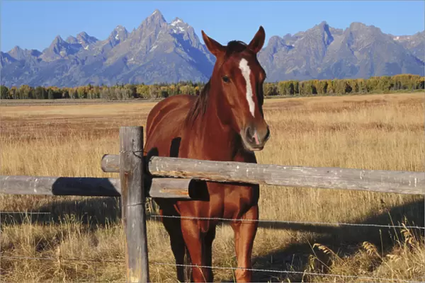 Horse at Fence, Grand Teton National Park, Wyoming, USA