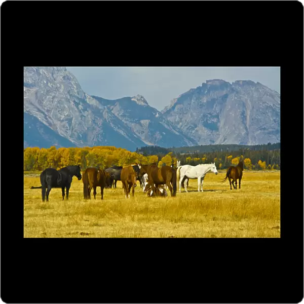 horses in the meadow, Elk Ranch Flats, Grand Teton National Park, Wyoming, USA