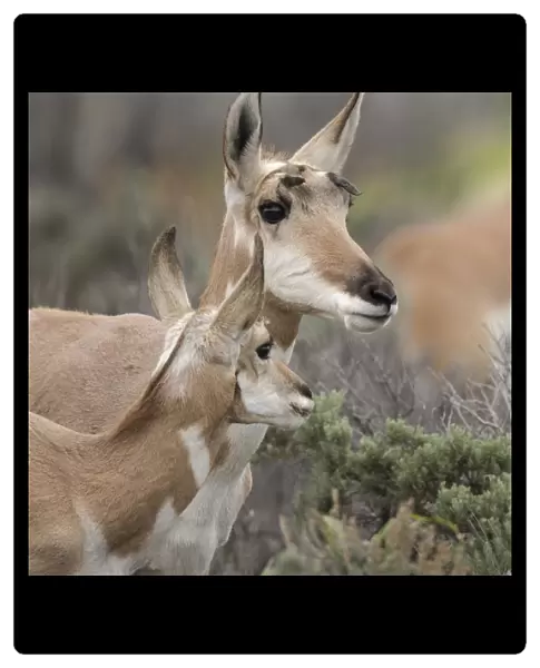 Pronghorn antelope doe with this years fawn, Grand Tetons NP, Wyoming, wild