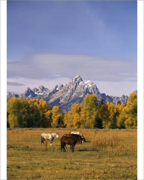 USA, Wyoming, Horses in Grand Teton National Park