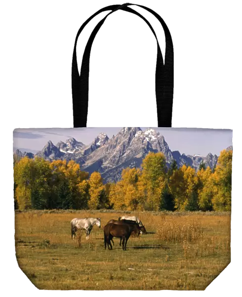 USA, Wyoming, Horses in Grand Teton National Park