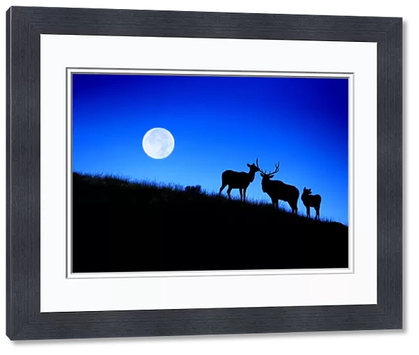Full Moon, Super Moon, Rocky mountain bull elk with harem, Cervus elaphus, Yellowstone National Park